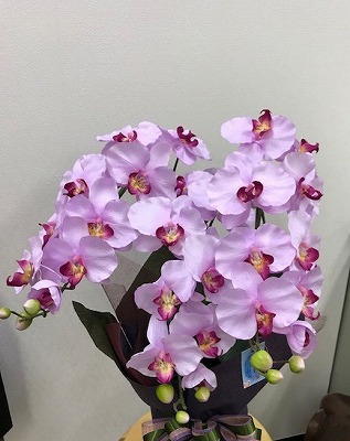 胡蝶蘭の香り いといとブログ パソカレッジ高田馬場校